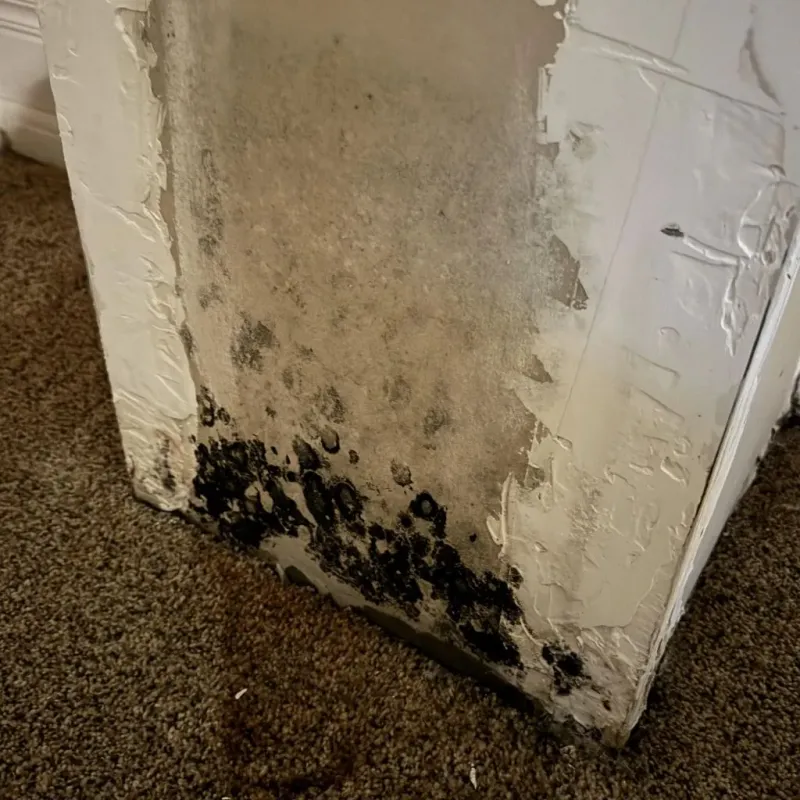 Professional Mold Removal in Clermont, IN